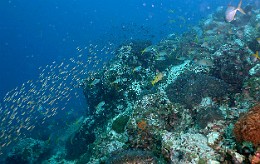 Thailand 2015 - Ko Tao - Divers _IMG_3549_rc